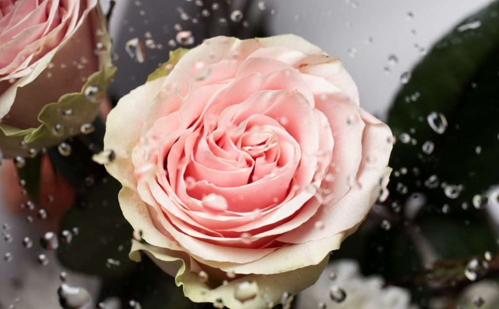 Гадание на лепестках розы бесплатно