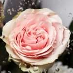 Гадание на лепестках розы бесплатно